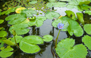 Image showing water lily in pond