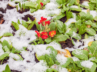 Image showing Primula flower