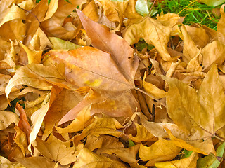 Image showing Falling leaves