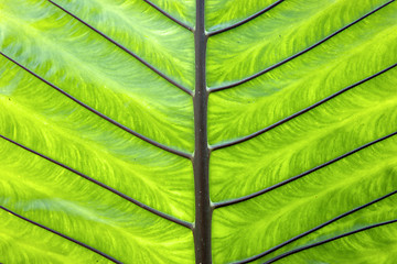 Image showing palm leaf