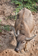 Image showing water buffalo