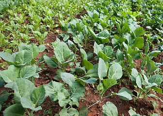 Image showing organic vegetables growing