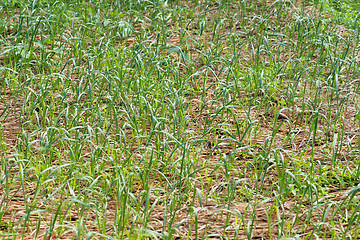 Image showing organic vegetables growing