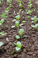 Image showing organic vegetables growing