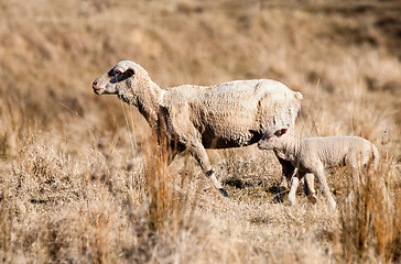 Image showing sheep in drought