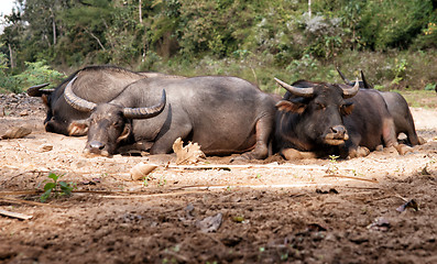 Image showing sleeping water buffalo