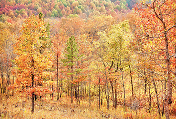 Image showing colourful leaves in autumn or fall