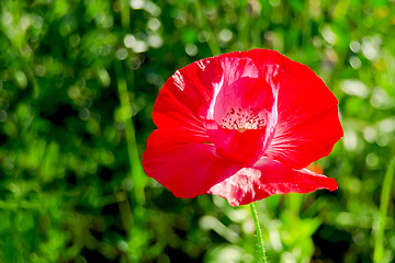 Image showing Poppies red on the lawn