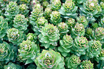 Image showing Rhodiola rosea texture