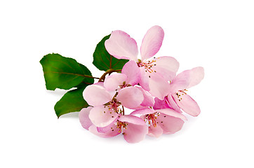 Image showing Apple pink flowers