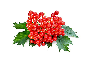 Image showing Viburnum red with leaves