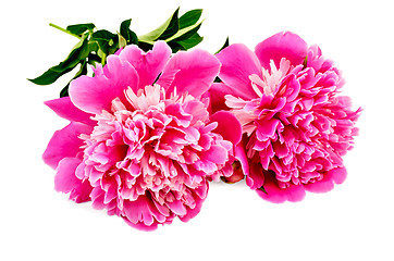 Image showing Peonies pink two