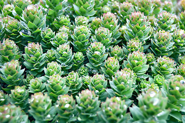 Image showing Rhodiola rosea with water drops