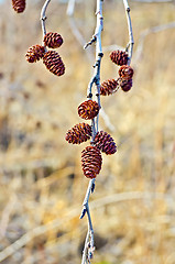 Image showing Alder with brown catkins