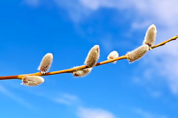 Image showing Willow against the blue sky