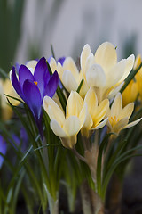 Image showing crocus