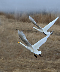 Image showing Swans