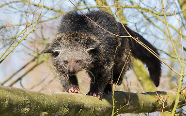 Image showing Close-up of a Binturong