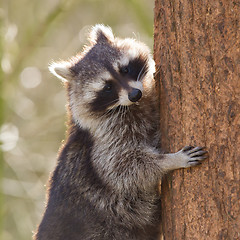 Image showing Curious racoon is climbing a tree