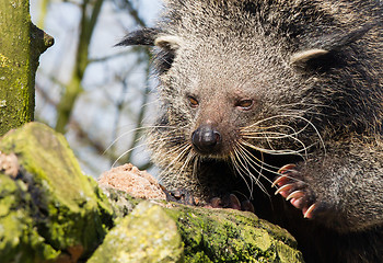 Image showing Close-up of a Binturong