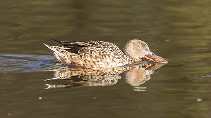 Image showing Northern Shoveler (Anas clypeata)