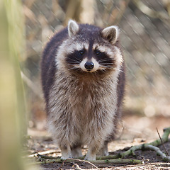 Image showing Curious racoon in captivity