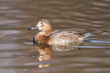 Image showing Gadwall (Anas strepera) swimming