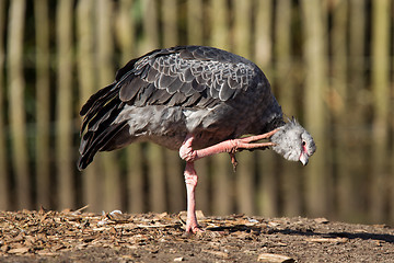 Image showing Close-up of a Southern Screamer