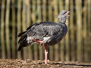 Image showing Close-up of a Southern Screamer