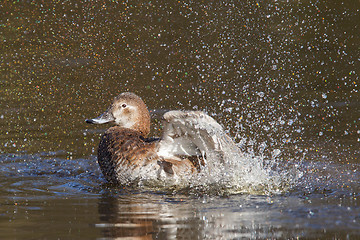 Image showing Single duck is washing herself