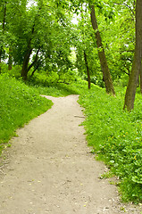 Image showing Spring forest path