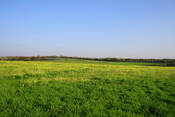 Image showing Green field with blue sky