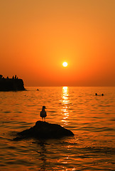 Image showing Sunset near the sea with bird on the rock