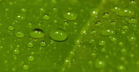 Image showing Green leaf with drops of water