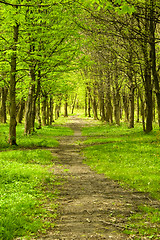 Image showing Green forest path