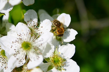 Image showing Apple blossom with bee on it