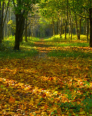 Image showing Autumn forest path