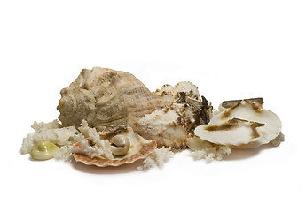 Image showing Group of sea shells and corals isolated