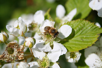 Image showing Apple blossom with bee on it