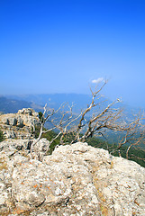 Image showing Tree on the top of the mountain