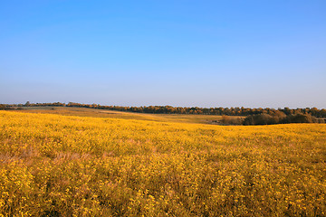 Image showing Autumn field with blue sky