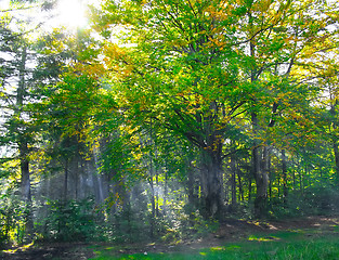 Image showing Forest with rays of light