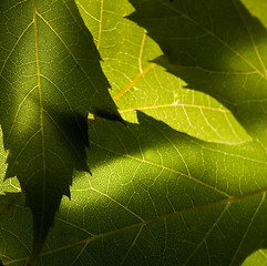 Image showing Macro photo of green leaves