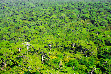 Image showing Aerial view of a green mountain forest
