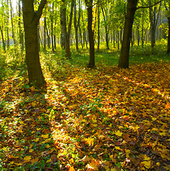 Image showing Autumn forest path