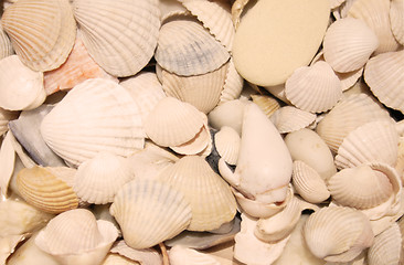 Image showing Sea shells background