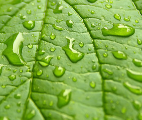 Image showing Green leaf with drops of water