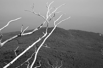 Image showing Tree on the top of the mountain