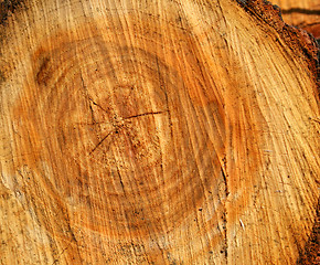 Image showing Wood texture