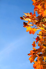 Image showing Autumn leaves with blue sky